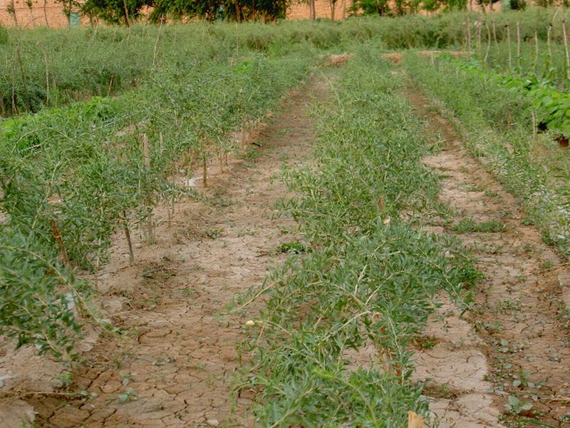 土壤墑情監(jiān)測儀實現科學助農