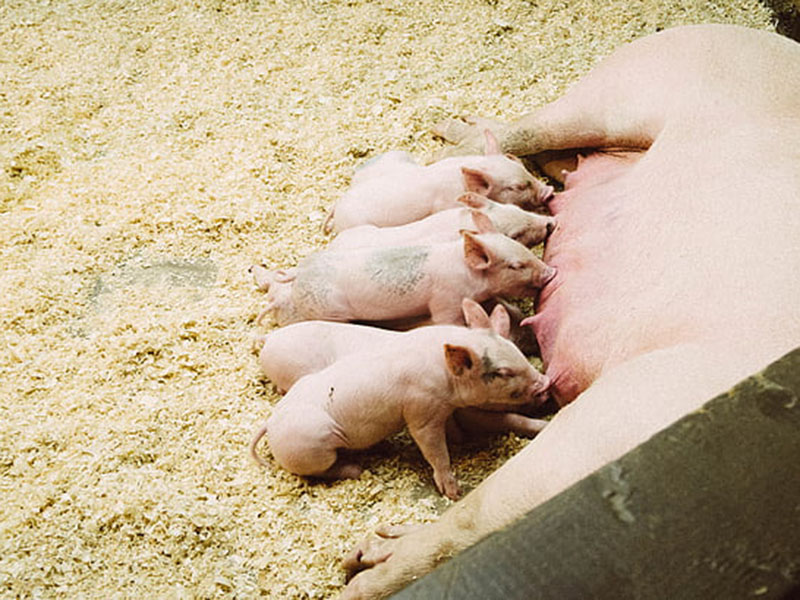 動物疫病快速診斷儀快速、安全、便攜