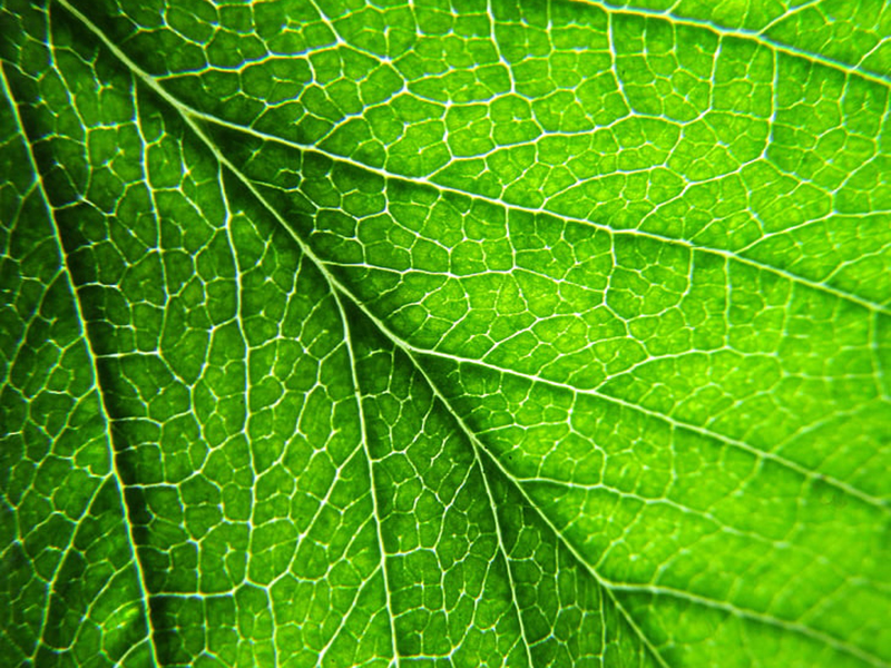 葉綠素含量測(cè)量?jī)x為指導(dǎo)農(nóng)戶(hù)合理施肥