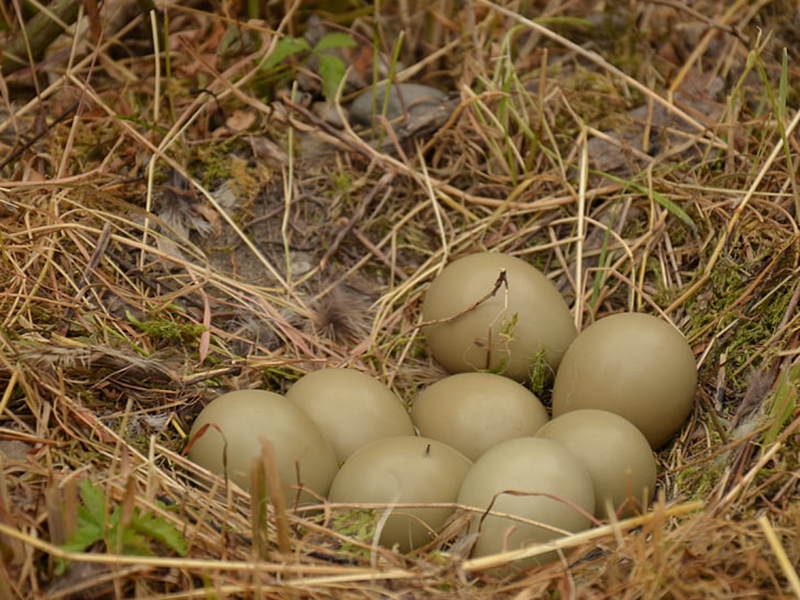 雞蛋中的藥物殘留要怎么檢測？