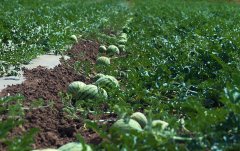 土壤養分檢測儀預防西瓜空心皮厚