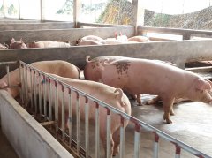 專家解讀肉類獸藥殘留有多可怕。