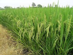 糧食重金屬快速檢測(cè)儀，為糧食安全提供保障