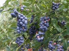 藍莓表面的白霜是農藥殘留嗎？農藥殘留檢測儀來回答