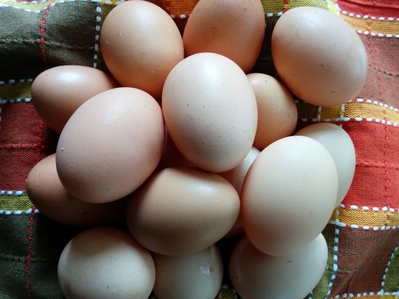 獸藥殘留檢測設備：雞蛋藥物殘留檢測儀