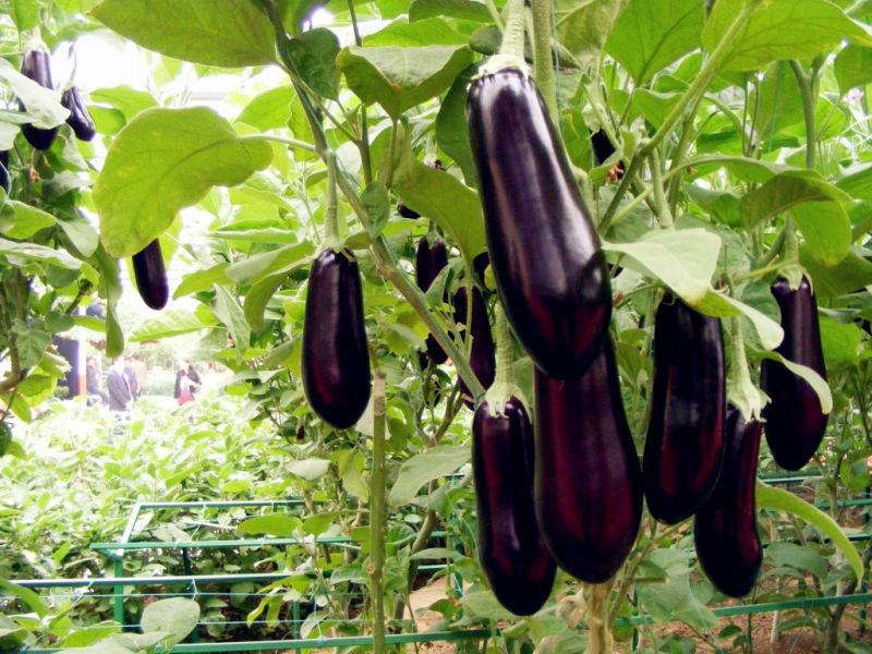 種植茄子肥料的選擇很重要