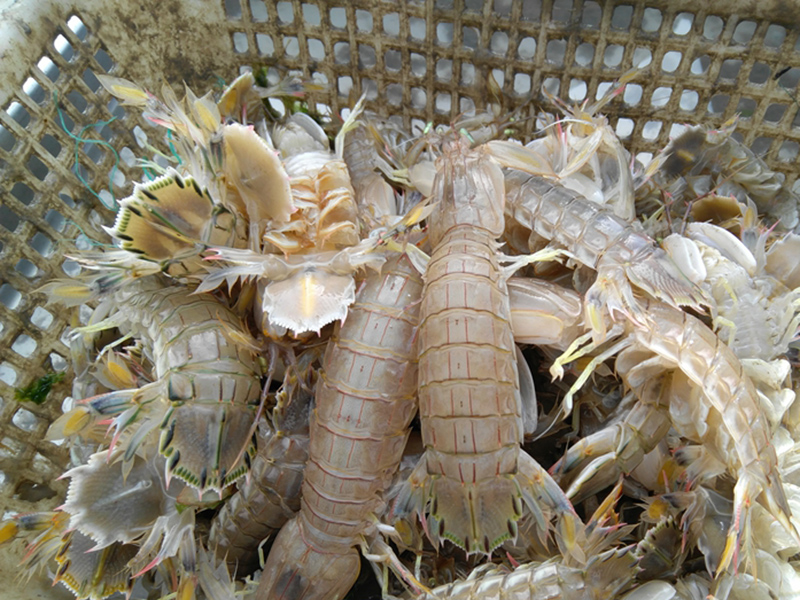 為什么在皮皮蝦中屢次檢出鎘超標